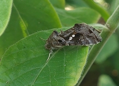 Trichoplusia ni