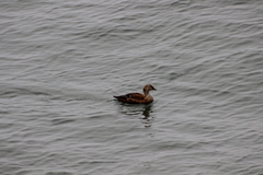 Somateria spectabilis