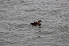 Somateria spectabilis