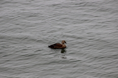 Somateria spectabilis