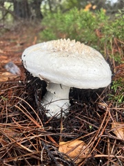 Amanita magniverrucata