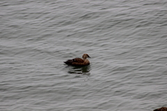 Somateria spectabilis