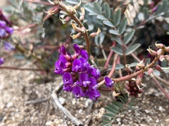Astragalus palmeri