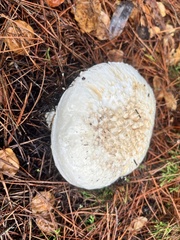 Amanita magniverrucata