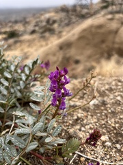 Astragalus palmeri