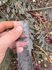 Astragalus palmeri