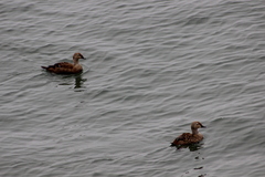 Somateria spectabilis