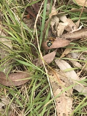 Austalis pulchella