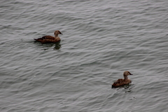 Somateria spectabilis