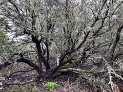 Ceanothus thyrsiflorus