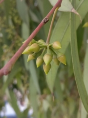 Eucalyptus camaldulensis