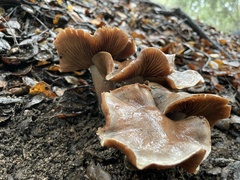 Cortinarius ohlone