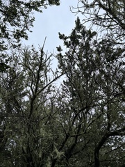 Ceanothus thyrsiflorus