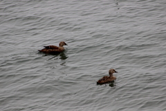 Somateria spectabilis