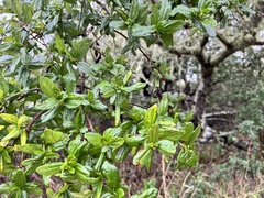 Ceanothus thyrsiflorus