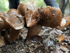 Cortinarius ohlone