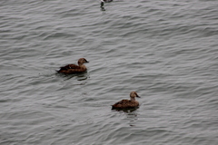 Somateria spectabilis