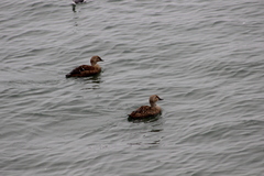 Somateria spectabilis