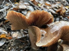 Cortinarius ohlone