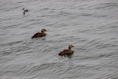 Somateria spectabilis