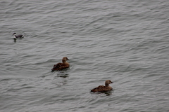 Somateria spectabilis