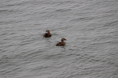 Somateria spectabilis