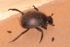 Chalconotus convexus