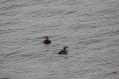 Somateria spectabilis