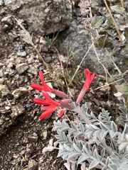 Astragalus coccineus