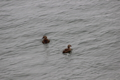 Somateria spectabilis