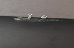 Lepidodactylus lugubris