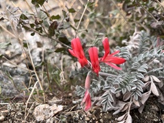 Astragalus coccineus