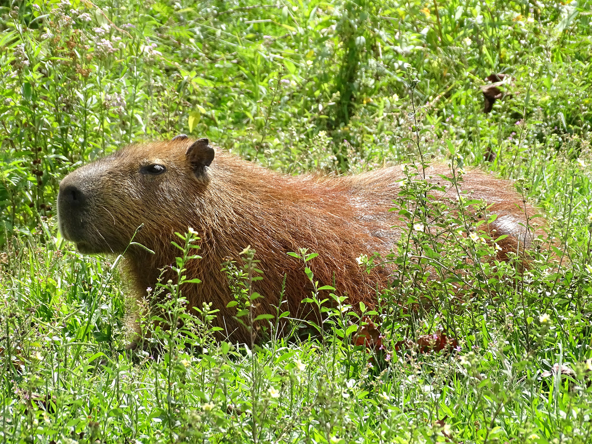Hydrochoerus hydrochaeris (Linnaeus, 1766)