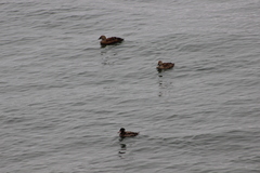 Somateria spectabilis