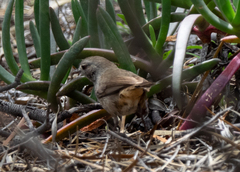 Pyrrholaemus brunneus