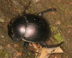 Chalconotus convexus