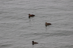 Somateria spectabilis