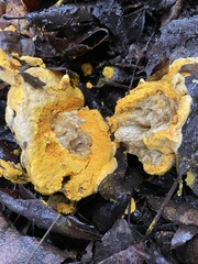 Hypomyces microspermus