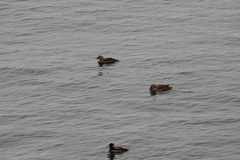 Somateria spectabilis