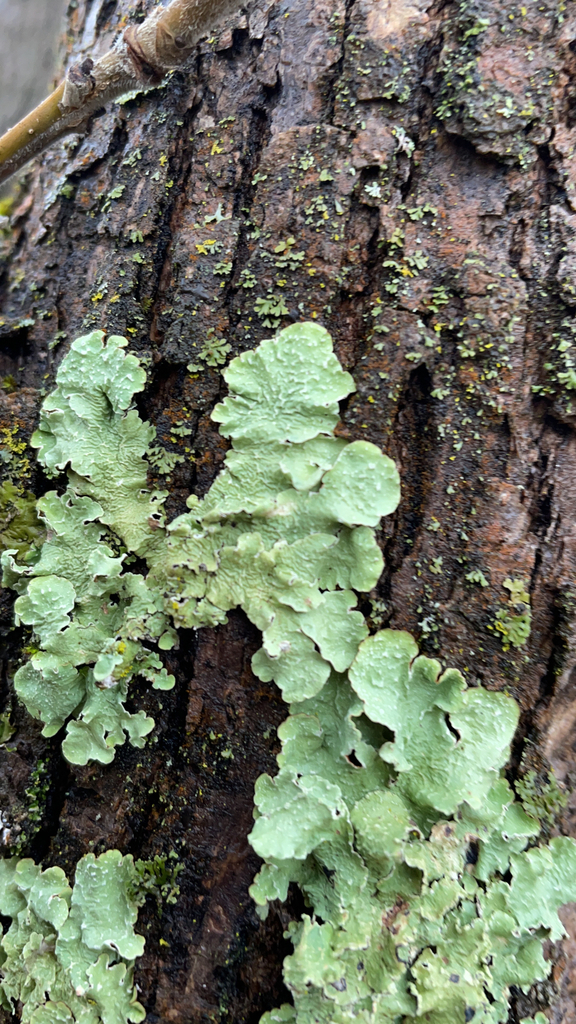 Speckled Greenshield from Anderson River Park, Anderson, CA, USA on ...