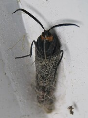 Ctenucha rubriceps