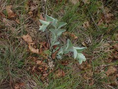 Penstemon grandiflorus