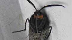 Ctenucha rubriceps