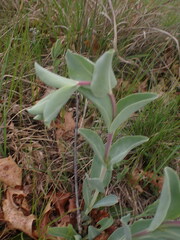 Penstemon grandiflorus