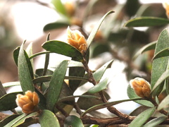 Leptospermum grandifolium