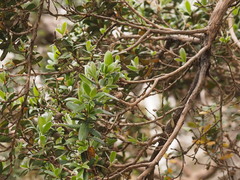 Leptospermum grandifolium