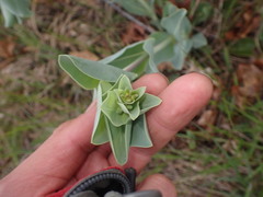 Penstemon grandiflorus