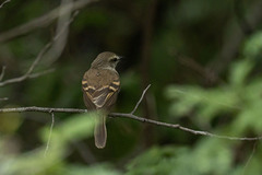 Cnemotriccus fuscatus