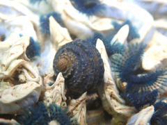 Diloma bicanaliculatum