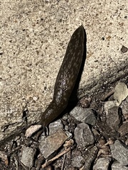 Limacus